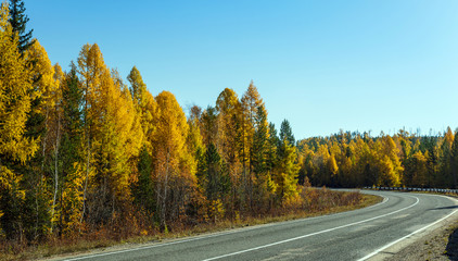 Fototapeta premium Turning asphalt road in the forest