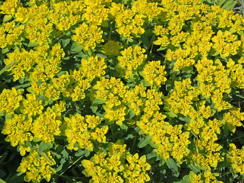 Warzen-Wolfsmilch, Euphorbiaceae