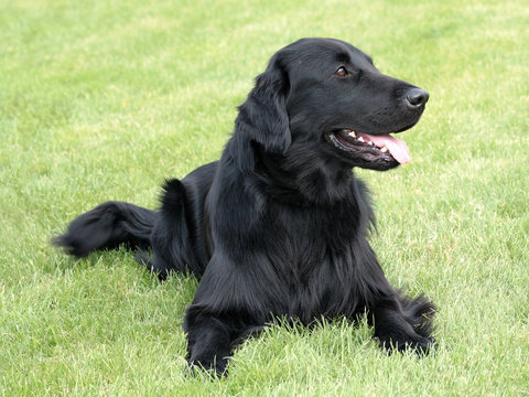 Typical Flat Coated Retriever in the garden