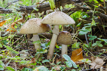 Three White Amanita (Amanita verna) growing in grass, in the forest. Close-up.