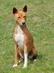 Typical Basenji dog in the garden