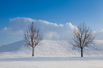 Fototapeta na wymiar Two lonely trees in a winter landscape