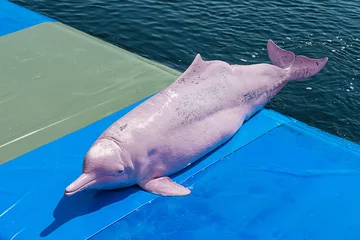 Crédence de cuisine en verre imprimé Dauphin Pink Dolphin