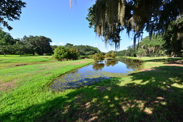  A Botanical gardens in a Swamp in Louisiana.
