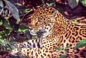 Fototapeta na wymiar jaguar,Panthera onca