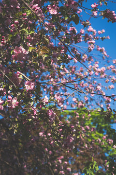 Pink decorative apple blooming flowers in spring, retro style toned image