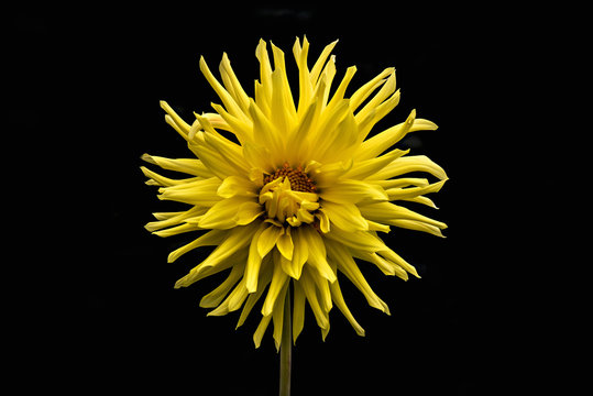 Żółty kwiat, dalia