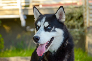 siberian blue eyed husky dog