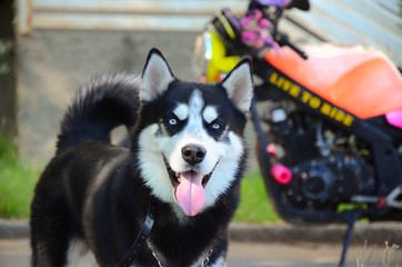 siberian blue eyed husky dog © bekario
