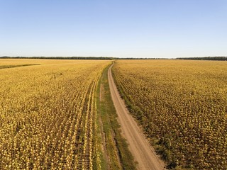 Landscape with a dirt road in sunflower fields. Aerial shot.