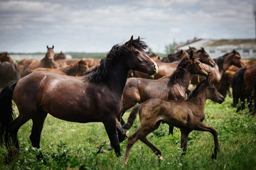 Fototapeta premium A herd of young horses running on the farm in summer