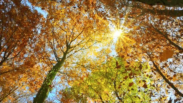 Baumkronen mit Sonne und fallende Blätter im Herbst