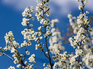 Flowers of the blossoming apple-tree