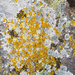 Old Stone Background