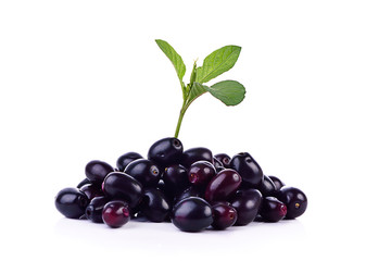 Jambolan plum or Java plum on white background.