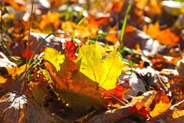 Beautiful autumn foliage