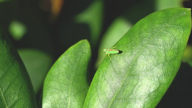 Video clip of a rhododendron leafhopper on a leaf moving down and out of the frame