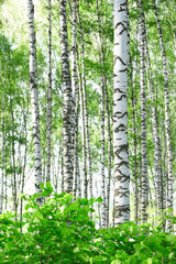 Panele Szklane Podświetlane  lato w brzozowym lesie