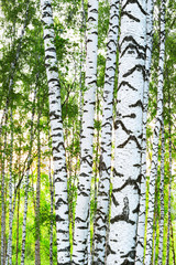 Obraz premium summer in forest birch