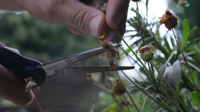 Verw&auml;lkte Bl&uuml;ten werden abgeschnitten