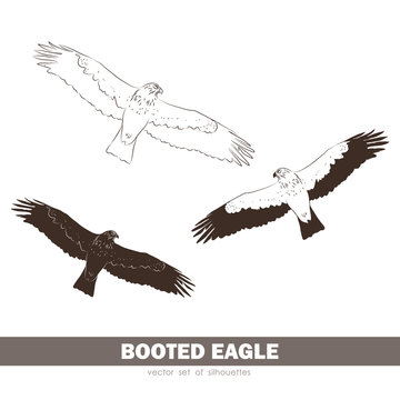 Vector illustration: Set of silhouettes Booted Eagle in fly