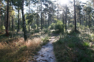 Spinnenweben