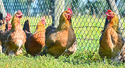Chickens on traditional free range poultry farm