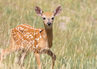 bébé chevreuil