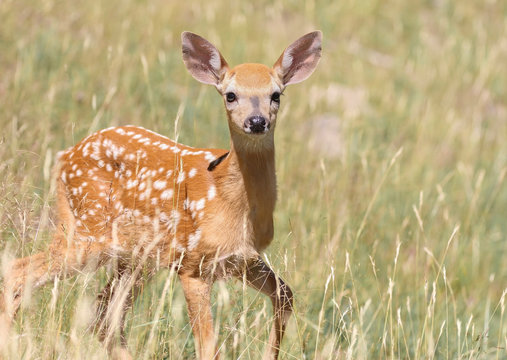 2 1 Best Faon Images Stock Photos Vectors Adobe Stock