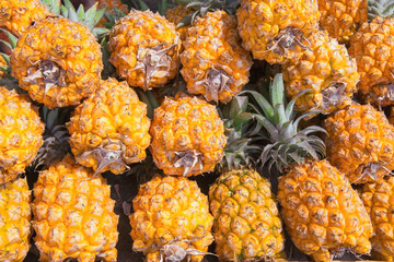 harvest fresh pineapples