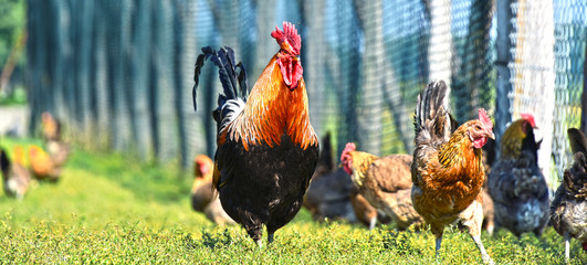 Chickens on traditional free range poultry farm - obrazy, fototapety, plakaty