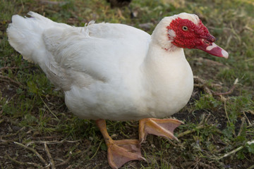 Muscovy duck or Cairina moschata with white feathers and red head