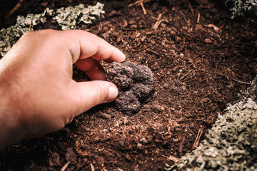 Summer black truffle