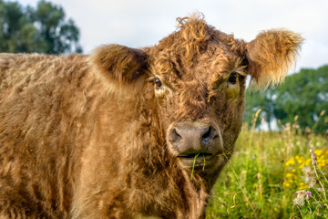 Galloway bull curiously looking at the photographer