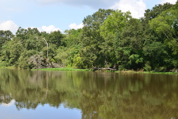 A lake at a Swamp on Louisiana.

