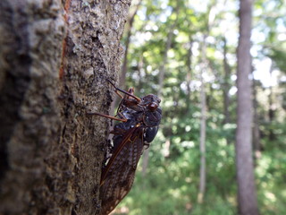 Obraz premium 木につかまったまま死んでいるアブラゼミ