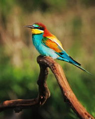 European Bee-eater (Merops apiaster) perched on the grape branch in morning light
