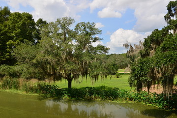 A lake at a Swamp on Louisiana.