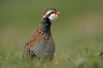 A red-legged partridge over a green meadow at the first days of the spring