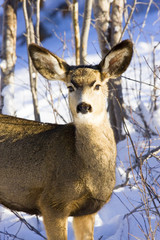 Mule Deer in Snow
