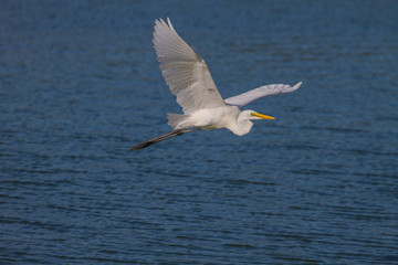 Great Egret flying in nature