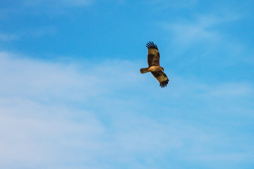 Brahminy Kite in flight on sky