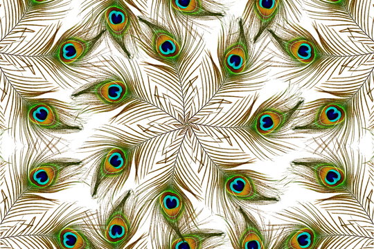 Fototapeta Beautiful peacock feathers as background 