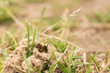 Raufüßige / Braunbrüstige / Dunkelfransige Hosenbiene / Rauhfüßige Bürstenbiene (Dasypoda hirtipes), Weibchen, verlässt Brutröhre, Mecklenburg-Vorpommern, Deutschland