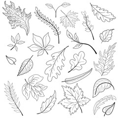 Set of images of leaves