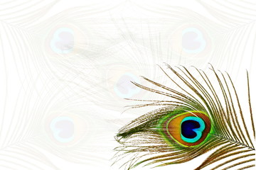 Fototapeta premium Beautiful peacock feathers as background with text copy space