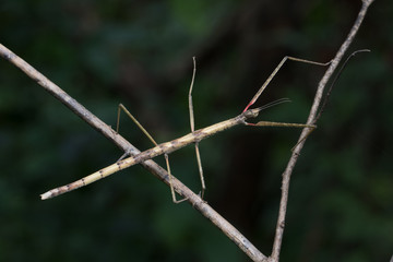 Stick insect in Southeast Asia.