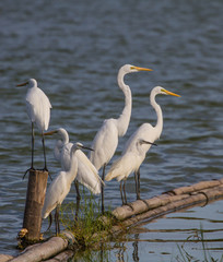 Great Egret in nature