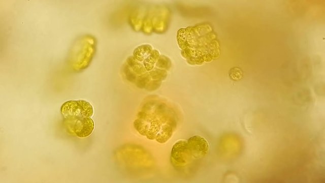 Green algae cells under microscope