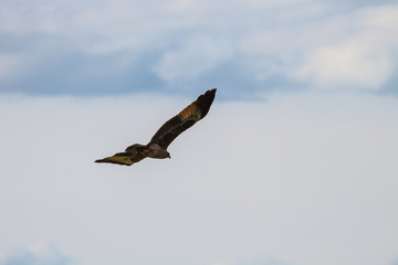 Brahminy Kite in flight on sky